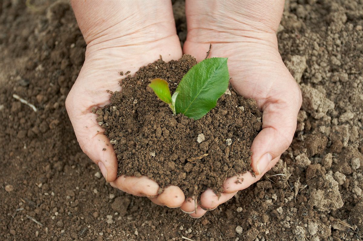 Biological waste – seedling in a hand